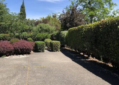 Hedge Pruning